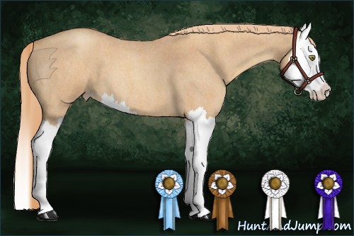 Horse Color:Gold Champagne Roan Splash 