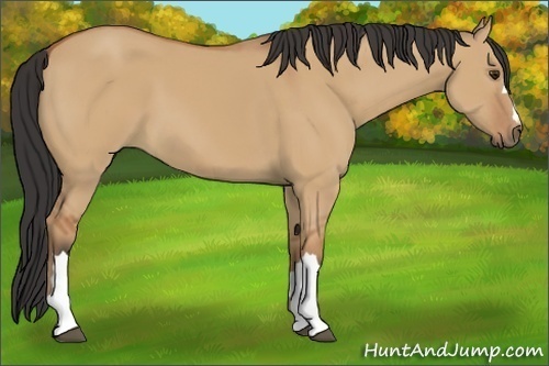Horse Color:Bay Dun