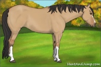 Horse Color:Bay Dun