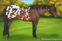 Horse Color:Bay Appaloosa 
