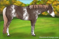 Horse Color:White Spotted Liver Chestnut Sabino 