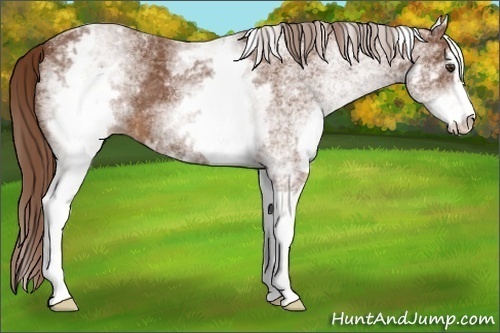 Horse Color:White Spotted Chestnut Sabino 