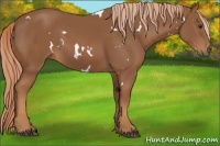 Horse Color:White Spotted Chestnut 