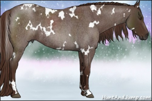 Horse Color:Gray White Spotted Red Roan