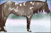 Horse Color:Gray White Spotted Red Roan