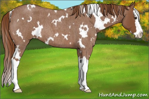 Horse Color:White Spotted Red Roan Splash 