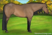 Horse Color:Bay Dun 