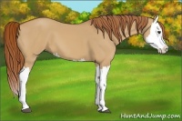 Horse Color:Red Dun Splash 
