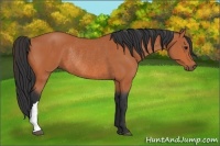 Horse Color:Bay Rabicano 
