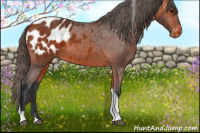 Horse Color:Bay Tobiano Appaloosa