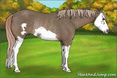 Horse Color:Chocolate Palomino Splash Frame Rabicano
