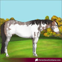 Horse Color:Bay Sabino Frame