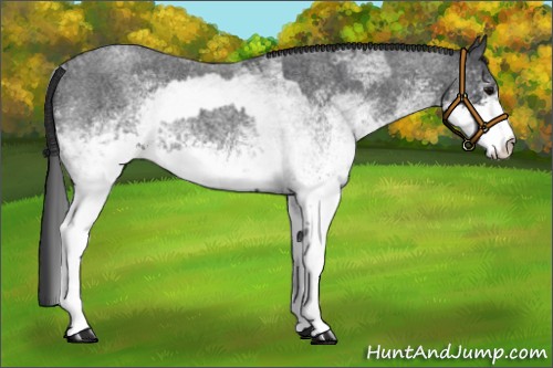 Horse Color:White Spotted Blue Roan Rabicano and White Spotted Blue Roan Rabicano