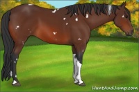 Horse Color:White Spotted Bay Tobiano
