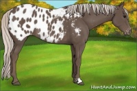 Horse Color:Silver Black Appaloosa Rabicano