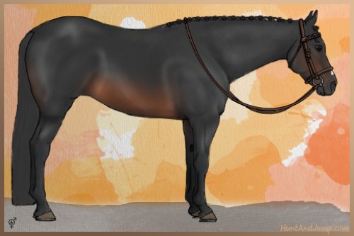 Horse Color:Brown 