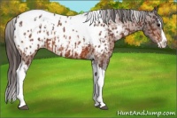 Horse Color:Bay Splash Tobiano Near Leopard  and Bay Splash Tobiano Near Leopard 