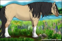 Horse Color:Bay Dun
