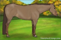 Horse Color:Liver Red Dun 