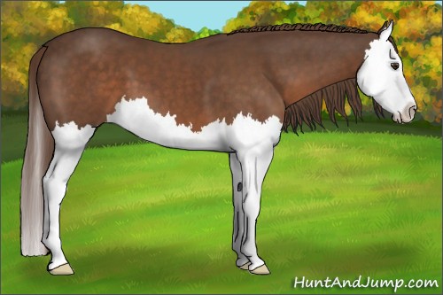 Horse Color:Liver Chestnut Splash 