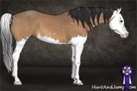 Horse Color:Bay Dun Splash 