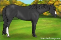 Horse Color:Black 
