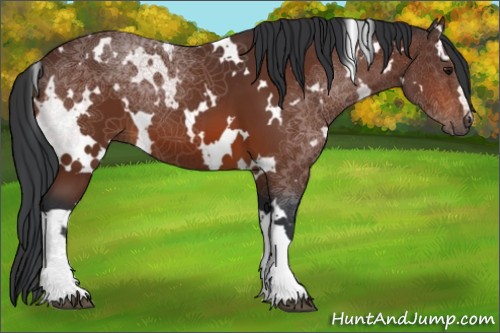 Horse Color:White Spotted Bay 