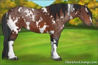 Horse Color:White Spotted Bay 