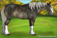 Horse Color:White Spotted Liver Chestnut Ice