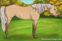 Horse Color:Silver Bay Dun 