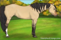 Horse Color:Bay Dun