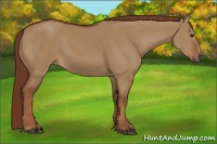 Horse Color:Red Dun