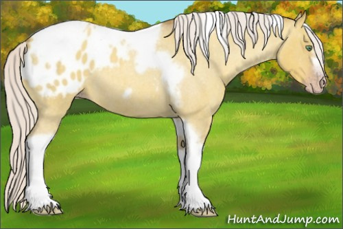 Horse Color:Unknown 