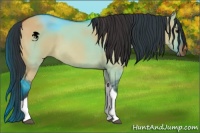 Horse Color:Bay Dun Tobiano 