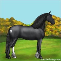 Horse Color:Black 