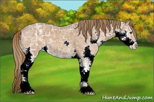 Horse Color:Chestnut Ice Sabino Splash 