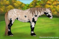 Horse Color:Chestnut Ice Sabino Splash