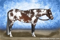 Horse Color:White Spotted Bay 