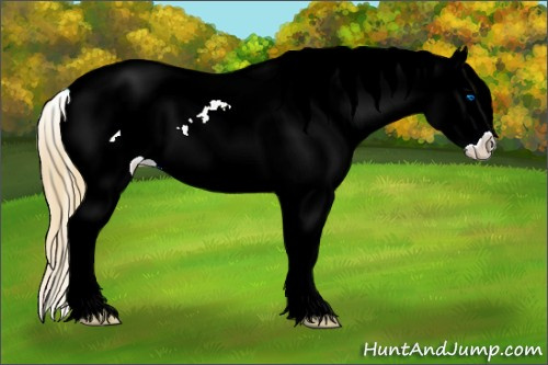 Horse Color:Gold Champagne Ice Sabino Splash Appaloosa 