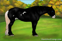 Horse Color:Bay Sabino Splash Appaloosa 