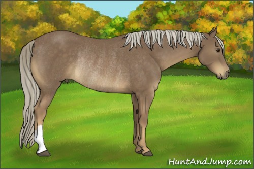 Horse Color:Chocolate Palomino Rabicano
