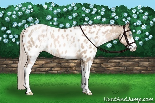 Horse Color:White Spotted Chocolate Palomino Pearl Sabino Blanket Rabicano