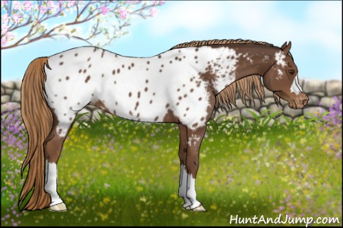Horse Color:Liver Chestnut Appaloosa 