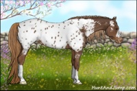 Horse Color:Liver Chestnut Near Leopard