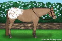 Horse Color:Buckskin Sabino Varnish