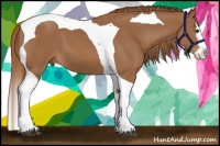 Horse Color:Chestnut Splash Tobiano