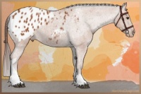 Horse Color:Bay Tobiano Blanket
