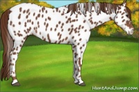 Horse Color:Chestnut Appaloosa