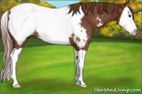 Horse Color:Chestnut Splash Near Fewspot
