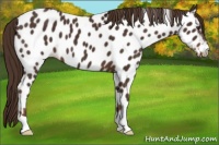 Horse Color:Liver Chestnut Appaloosa 